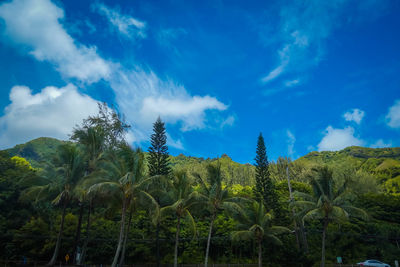 Low angle view of trees against sky