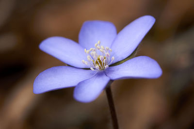 Close-up of purple flowering plant