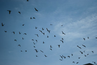 Low angle view of birds flying in sky