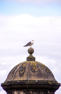 High section of seagull against sky