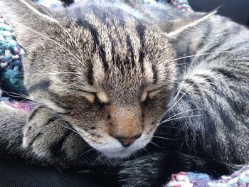 Close-up of cat sleeping