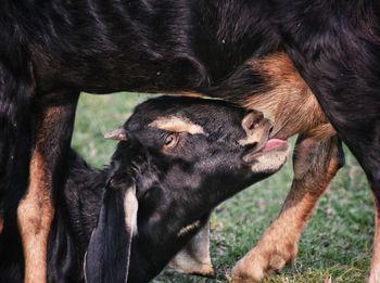 Close-up of goat feeding kid on grassy field