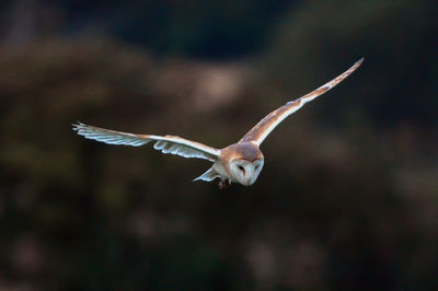 Close-up of bird flying outdoors