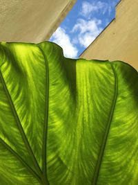 Low angle view of green plant leaves against sky