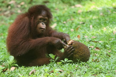 Close-up of orangutan on field