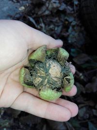 Close-up of hand holding leaf