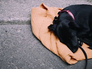 High angle view of dog sleeping on street