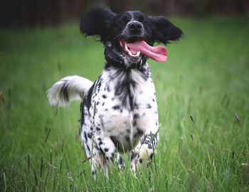 Dog running on grassy field