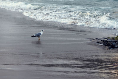 High angle view of seagull on beach