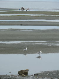 Swans swimming in lake against sky