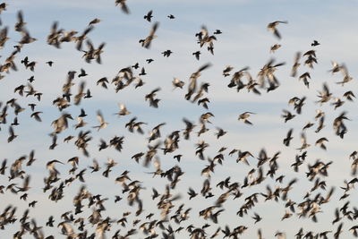 Low angle view of birds flying in the sky