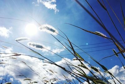 Low angle view of plants against cloudy sky