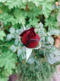 Close-up of red rose