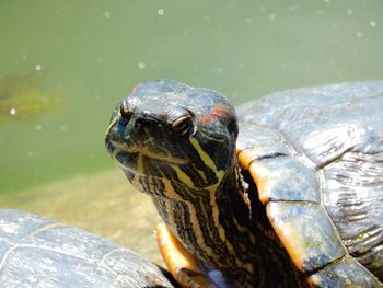 Close-up of a turtle in lake