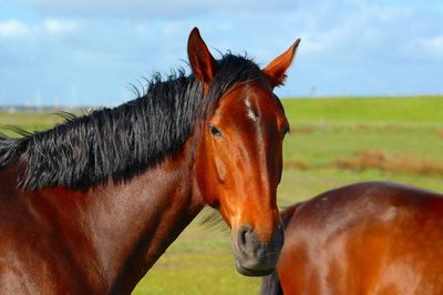 Close-up of horse on field against sky