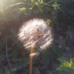 Close-up of dandelion flower