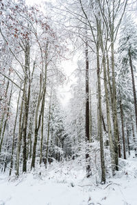 Wood during winter season covered by white snow