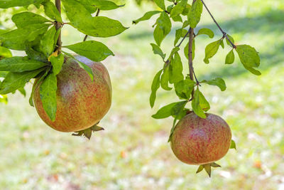 Close-up of apple growing on tree