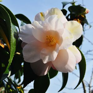 Close-up of flower against sky