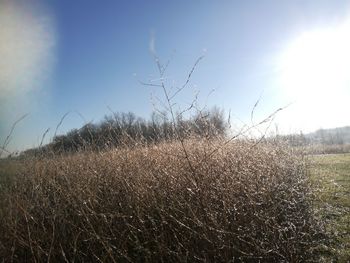 Close-up of grass against clear sky