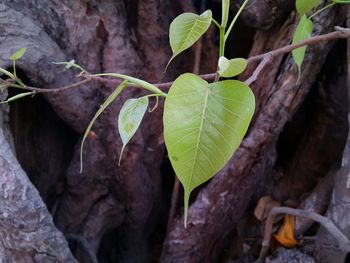 Close-up of leaves