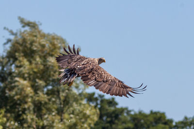 Low angle view of eagle flying against clear sky