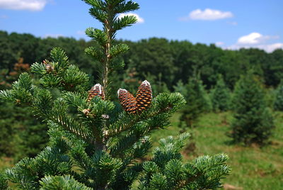 Close-up of pine cone on tree