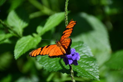 Close-up of butterfly on purple flower