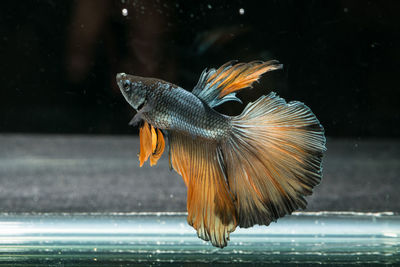 Close-up of fish swimming in sea