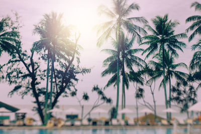 Low angle view of coconut palm trees against sky