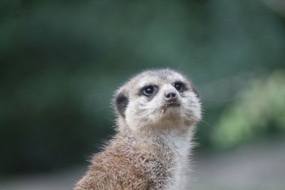 Close-up portrait of an animal