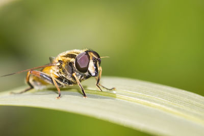 Close-up of fly