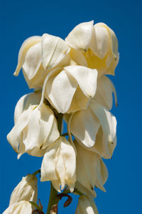 Close-up of white rose against blue background