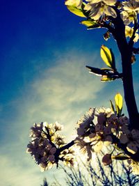 Low angle view of tree against blue sky