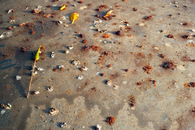 High angle view of sand on beach