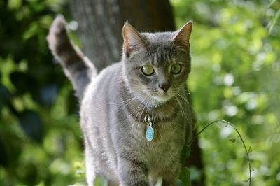 Portrait of cat by tree against plants