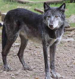 Portrait of dog standing on field