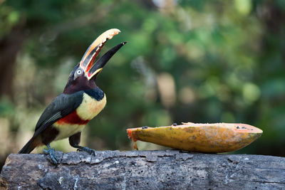 Chestnut-eared aracari perching by fruit on log