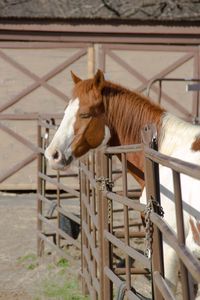 Side view of horse standing by fence at farm