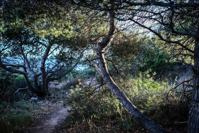 Trees in forest