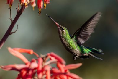 Hummingbird flying by flowers