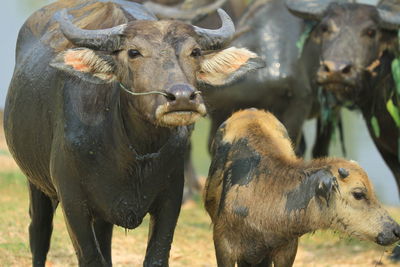 Portrait of cows on field