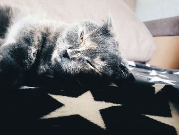 Close-up of cat sleeping