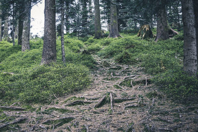 Scenic view of trees growing in forest