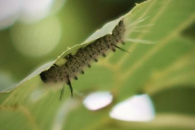 Close-up of insect on leaf