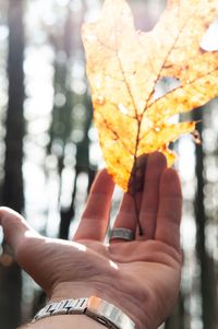 Close-up of person holding autumn leaves