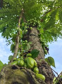 Low angle view of fruits growing on tree