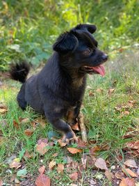 Dog looking away on field