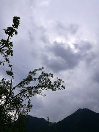 Low angle view of tree against sky