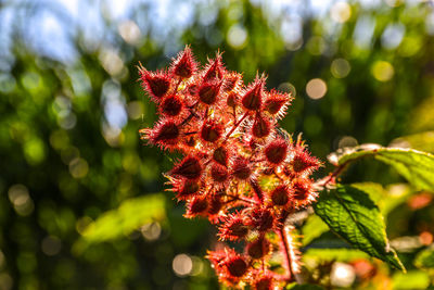 Close-up of plant